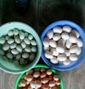 ​鹅蛋和鸡蛋哪个营养价值高，鸡蛋、鸭蛋喝鹅蛋相比较哪个营养价值更高？