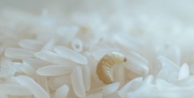 ​米里有白色蠕虫怎么办,大米生白虫怎么办小窍门