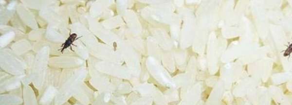 米里有白色蠕虫怎么办,大米生白虫怎么办小窍门图3