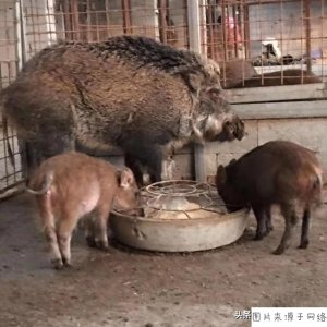 ​农村养什么动物省心又挣钱，在农村做养什么动物是最好的致富