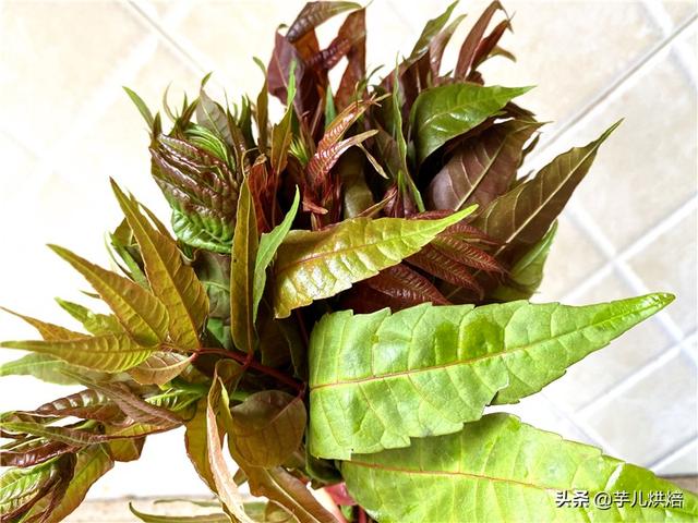 如何炒香椿炒蛋(香椿炒蛋最正确做法)(6)