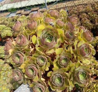 ​多肉法师都是臭的吗(多肉法师有臭味)