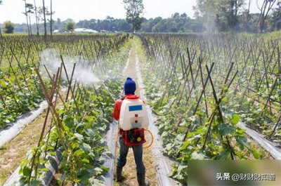 ​酸二氢钾能控旺，是真的吗？如何使用磷酸二氢钾控旺？