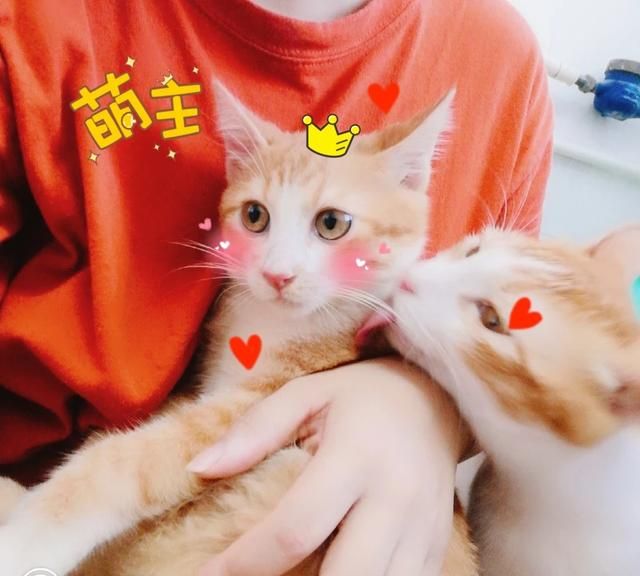 家猫和野猫的区别，家猫和野猫有什么明显的区别？图1