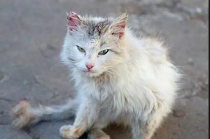 家猫和野猫的区别，家猫和野猫有什么明显的区别？图5