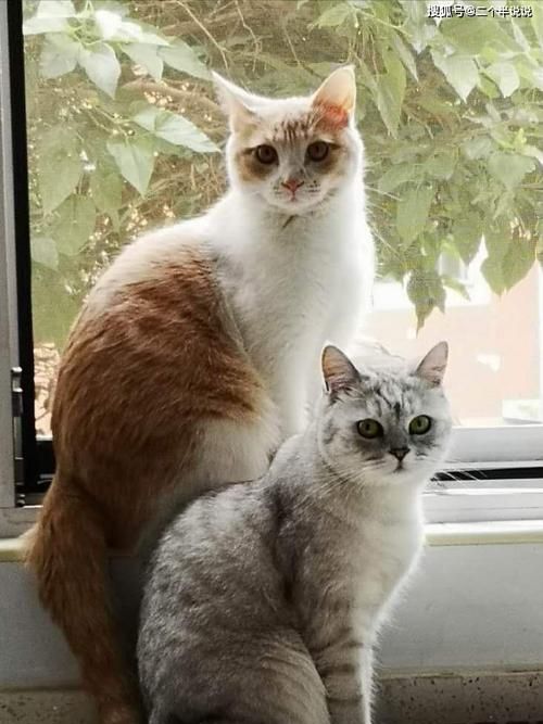 为什么家猫和野猫是同一属