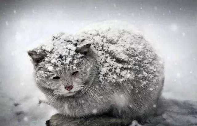 家猫和野猫的区别，家猫和野猫有什么明显的区别？图4