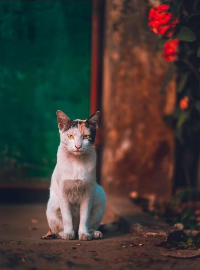 家猫和野猫的区别，家猫和野猫有什么明显的区别？图3