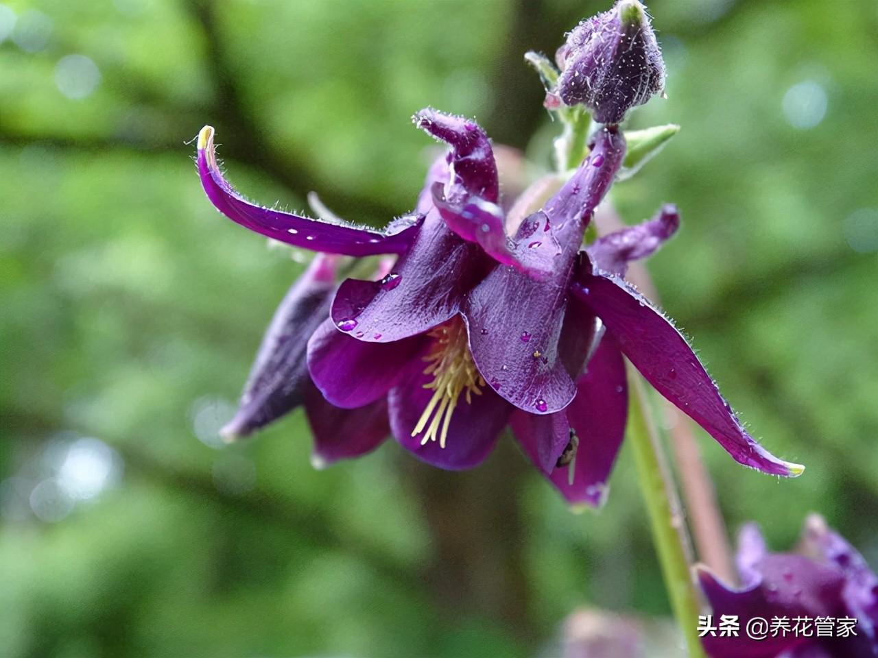 耐寒的庭院花卉（耐寒零下30度的庭院花）