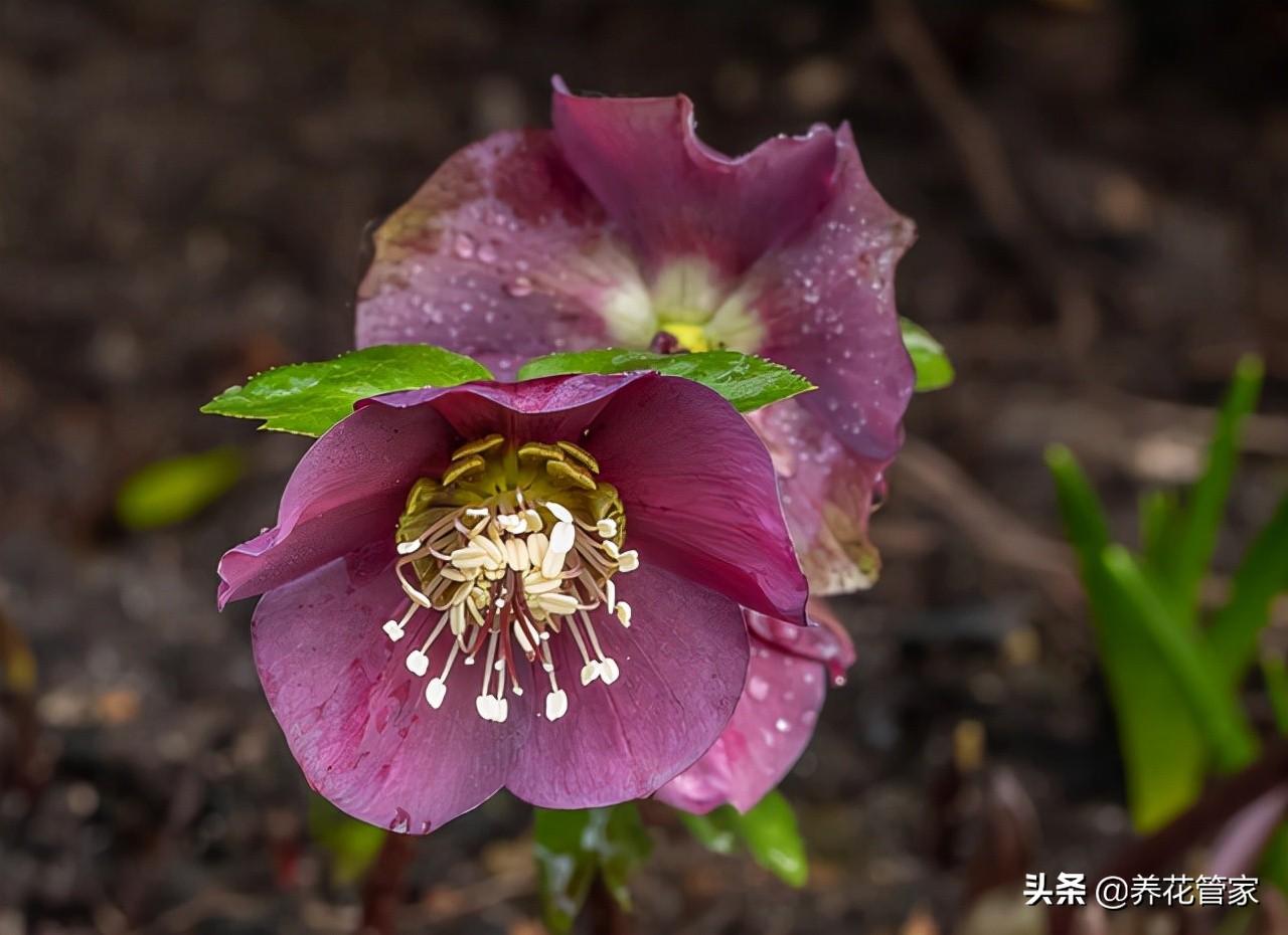 耐寒的庭院花卉（耐寒零下30度的庭院花）