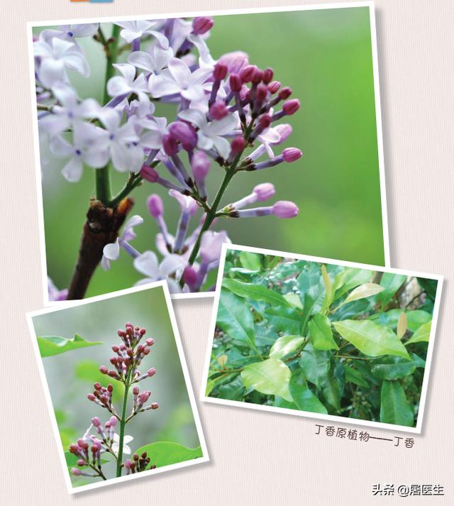 制作又简单又好看的香囊(手把手教你做四季香囊教程)(5)