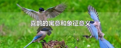 ​喜鹊的寓意和象征意义