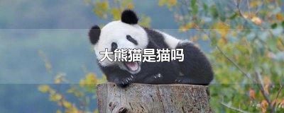​大熊猫是猫吗