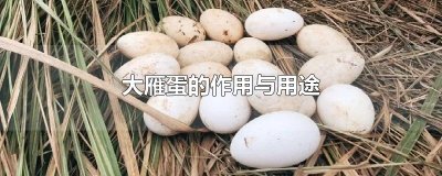 ​大雁蛋的作用与用途