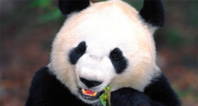 ​大熊猫的由来，大熊猫的类别及名字的由来？