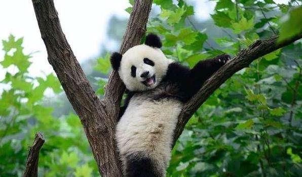 大熊猫的由来,大熊猫的类别及名字的由来?图3