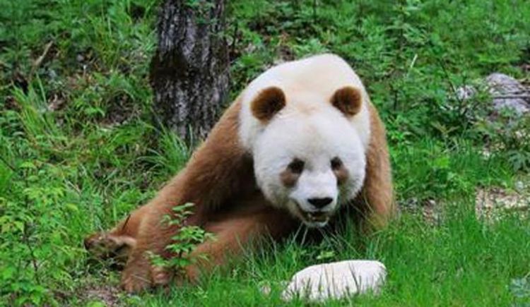 三年级作文熊猫的由来