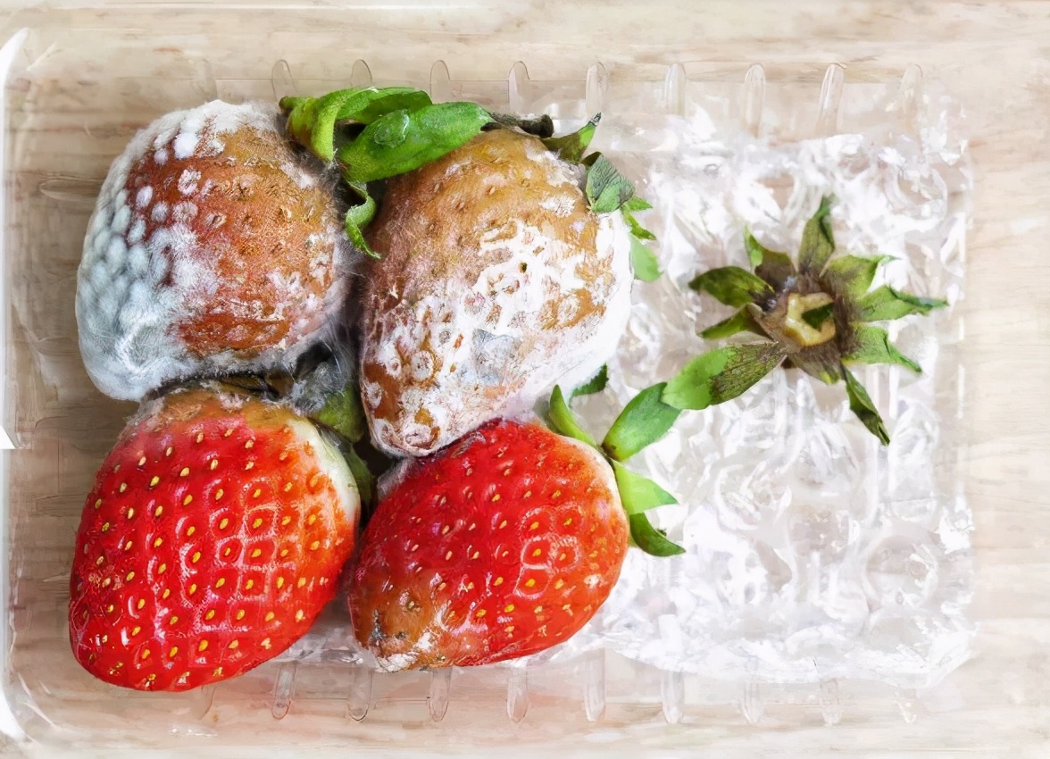 狗不能吃的东西(详解狗狗的饮食注意事项)