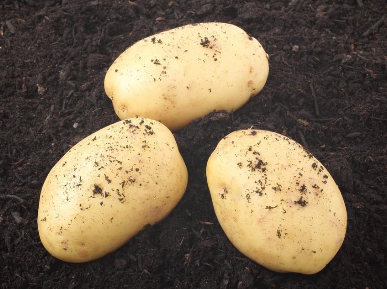 狗不能吃的东西(详解狗狗的饮食注意事项)