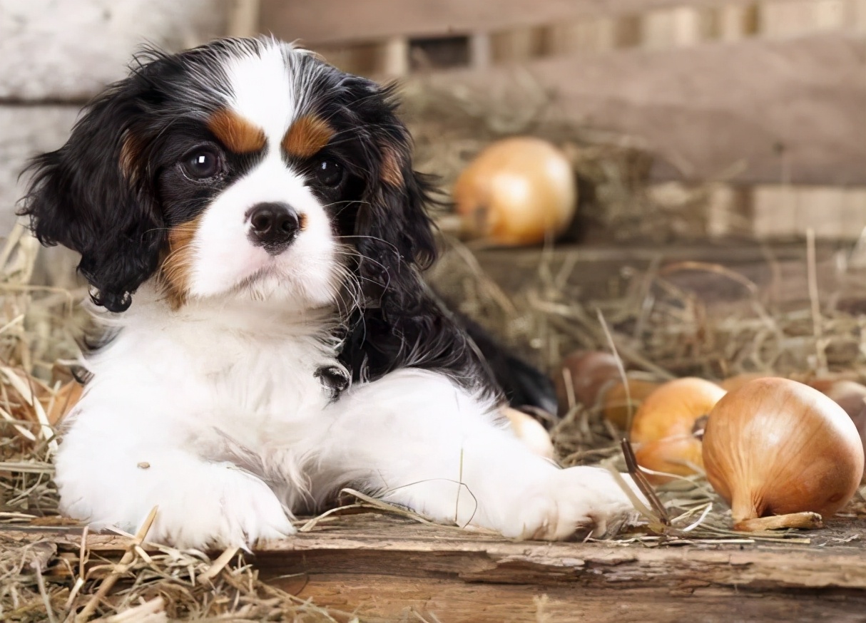狗不能吃的东西(详解狗狗的饮食注意事项)