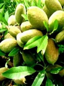 ​坚果是什么(坚果是什么味道的)