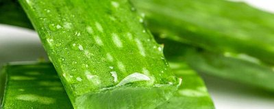 ​芦荟和龙爪有区别吗 芦荟和龙爪哪个好