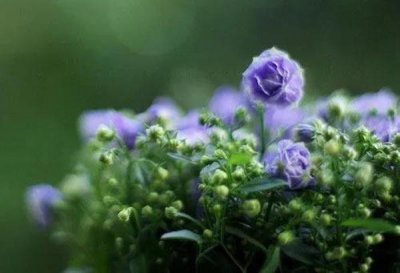 ​爱情的重要意义，爱情的意义