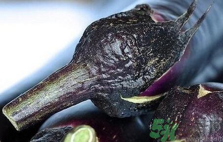 茄子把有什么功效？茄子蒂有什么功效？