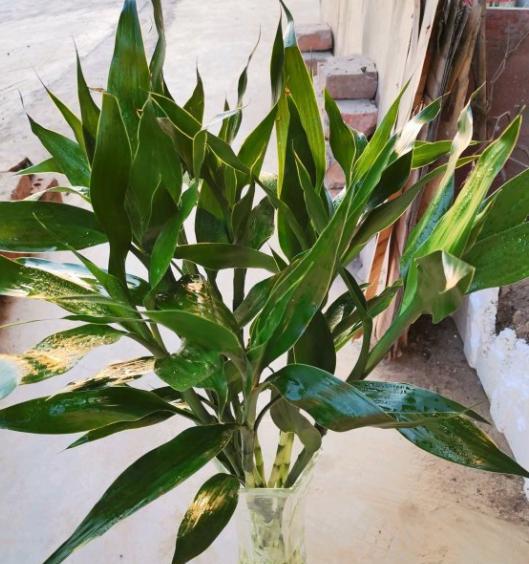 水培富贵竹怎么养(手把手教你水培富贵竹)