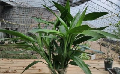 ​水培富贵竹怎么养（手把手教你水培富贵竹）