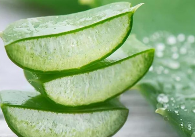 ​怎么让芦荟长粗不长高 养护时有哪些注意事项