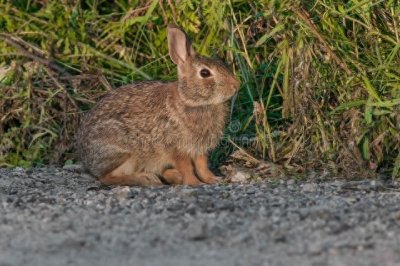 ​内蒙古草兔为何泛滥成灾？就连吃货都无能为力，牧民直言：不敢碰