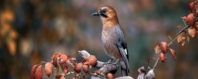 ​星鸦会储存冬粮吗