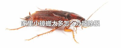 ​家里小蟑螂太多怎么办能除根