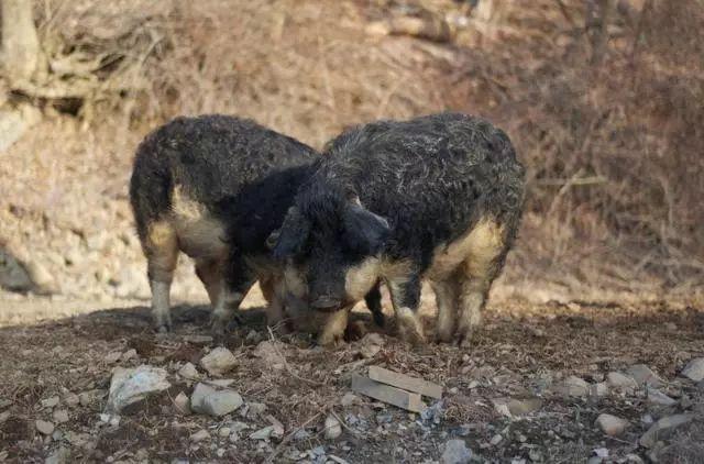 披着羊皮的猪,却是匈牙利的国宝!网友称其为“草泥猪”