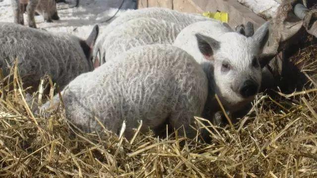 披着羊皮的猪,却是匈牙利的国宝!网友称其为“草泥猪”