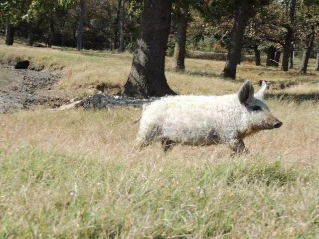 披着羊皮的猪,却是匈牙利的国宝!网友称其为“草泥猪”