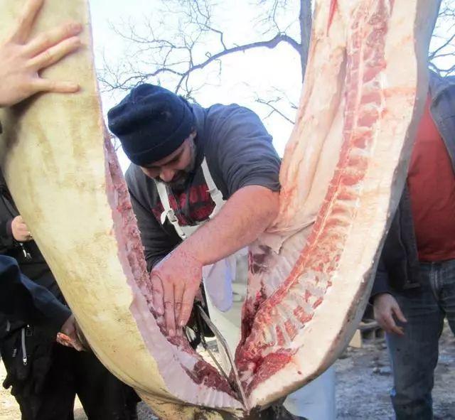 披着羊皮的猪,却是匈牙利的国宝!网友称其为“草泥猪”