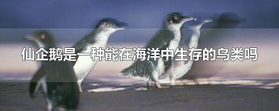 ​仙企鹅是一种能在海洋中生存的鸟类吗
