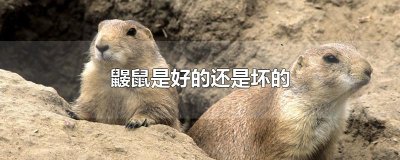 ​鼹鼠是好的还是坏的