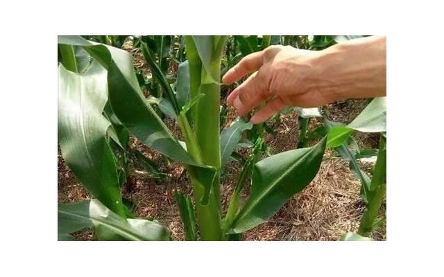 老公出轨妻子到底应该怎么挽回，老公出轨，妻子如何挽回爱情？