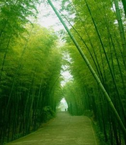 ​玉林市十大高中排名汇总，看看你的学校排第几？