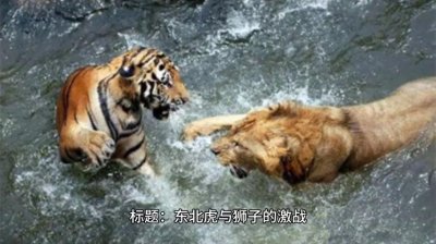 ​东北虎和狮子的谁厉害