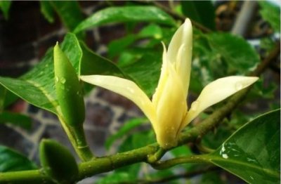 ​黄桷兰开花白清香，真挚感情纯洁的爱