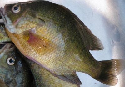 ​20元一斤的太阳鱼入侵四川，钓友淡定表示：没有鱼能活着出川