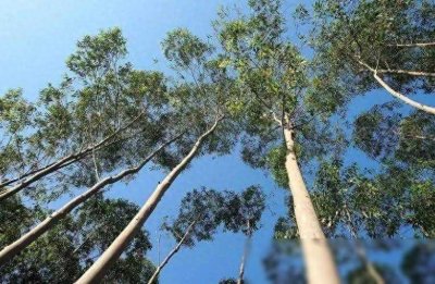 禁止种植的亡国树？桉树的危害究竟是什么？