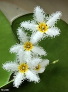 ​一叶莲：清水浮碧舟，一叶莲花梦