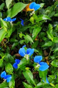 ​鸭跖草是一种什么样的植物？