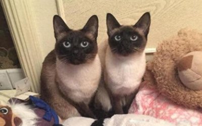 “暹”、“暹罗”如何读，什么意思？