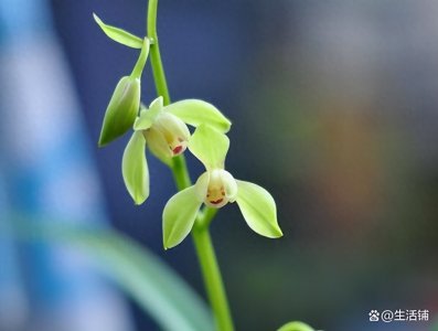 ​兰花用什么肥料好？用好3种肥，苗壮开花多